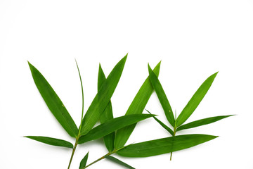  Bamboo leaves isolated on white background