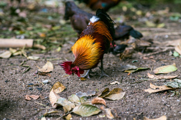 Traditional rooster with hen in forest