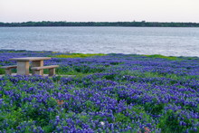 View Of Blooming Bluebonnet Wildflowers At A Park Near Texas Hill Country During Spring Time