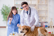 © Elnur - Doctor and assistant checking up golden retriever dog in vet cli