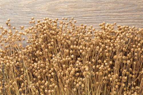 plant dry flax on wooden boards, a bunch of flax, a lot of dry plants
