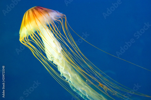 Fotografie, Obraz Pelagiidae - Chrysaora melanaster - Crisaora