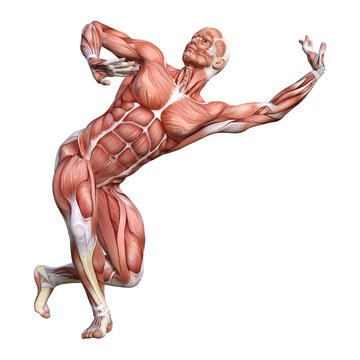 3D Rendering Male Anatomy Figure on White