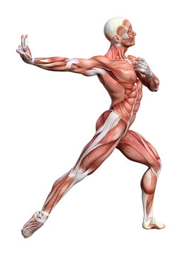 3D Rendering Male Anatomy Figure on White