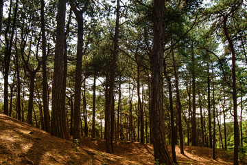 Wall Mural - Forest in summer.