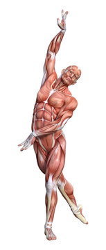 3D Rendering Male Anatomy Figure on White