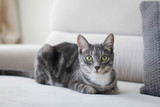 Fototapeta Koty - gray cat portrait on the sofa
