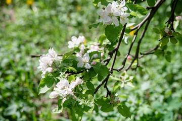  Close up view of blossoming apple tree at the springtime. Natural beauty concept.