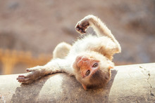 Gray Monkey In Jaipur