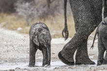 Baby Elephant Getting A Mud Bath From His Mother In Etosha National Park In Namibia