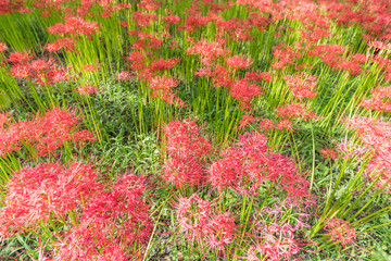 Close - up Red spider lily in autumn