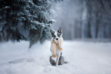 Portrait Of A Marble Border Collie In Snow In Winter