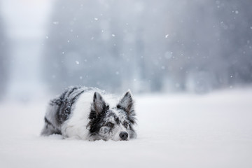 Wall Mural - Portrait of a Marble Border Collie in Snow in Winter