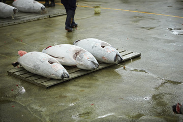 Poster - tuna market