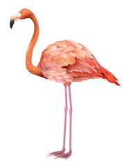 Poster - Beautiful pink flamingo standing. Design element. For banners, posters, leaflets and brochures.