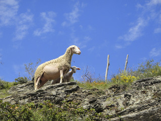 Une brebis et son agnau dans les Cévennes