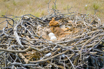 Eggs of Steppe eagle or Aquila nipalensis