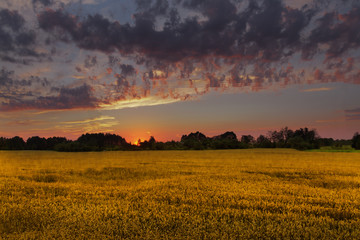 Yellow farm agriculture summer sunset wheat field with extreme violet cloud – sky background