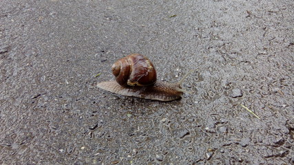 Snail