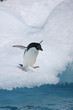 Lone adelie penguin heads to the sea from an iceberg