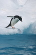 Adelie penguin readies to jump into ocean