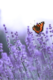 Fototapeta Lawenda - Lavendelblüten mit Schmetterling