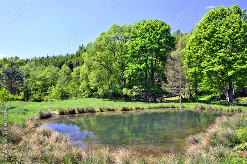 Fotografia, Obraz Small pond in the forest at sunny day, Low Beskid, Poland