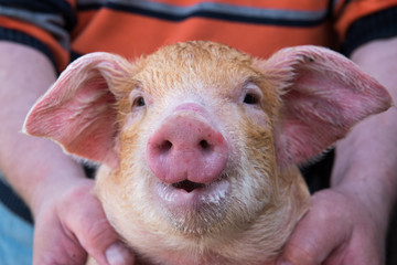 Wall Mural - Man with red hair wipes piglet after bathing with green towel