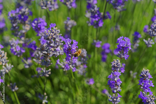 Zdjęcie XXL Kwitnąca lawenda, pszczoły są obserwowane w kwiatach próbujących wypić nektar, aby nosić plaster miodu