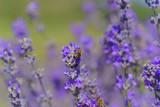 Fototapeta Lawenda - Blossoming lavender, bees are observed in the flowers trying to drink the nectar to carry the honeycomb