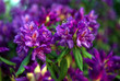 Purple Flowering rhododendron in the garden