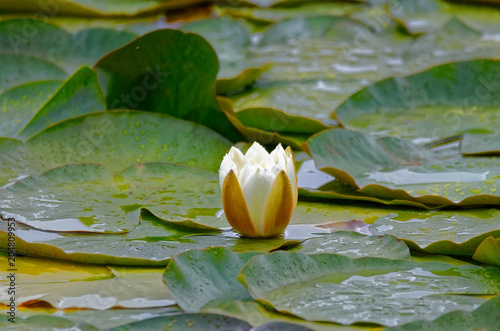Plakat Dzikie kwiaty lotosu, rosnące w lagunie