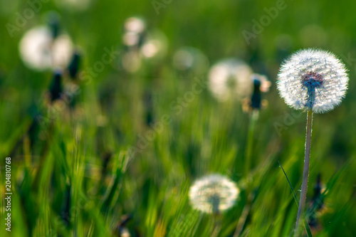 Zdjęcie XXL Wiosny tło z dandelions na wiosny łące