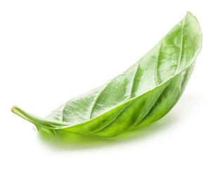 basil leaf isolated on white