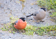 © galina_savina - Снегирь (bullfinch). Пара.