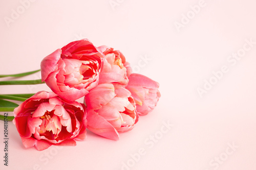 Beautiful bouquet of pink tulips on pink background. Holiday greeting card.