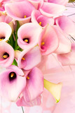 Pink calla lilly