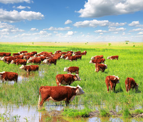 Wall Mural - A group of Hereford cows being rounded up for branding