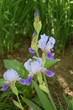 Kwitnące fioletowo-niebieskie irysy