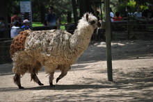 Llama At The Zoo