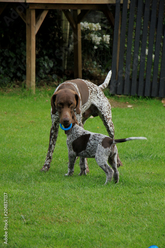 German Shorthaired Pointers Buy This Stock Photo And Explore