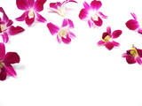 Fototapeta Motyle - pink orchids on white background