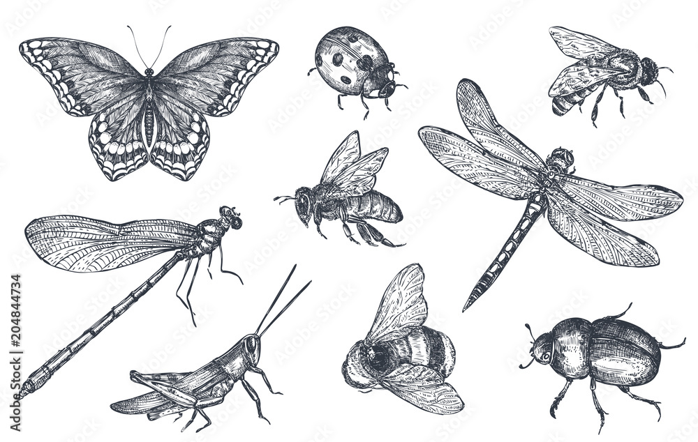 Insects sketch decorative set in sketch style - obrazy, fototapety, plakaty 