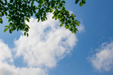 Fototapeta Las - 青空と雲と新緑の葉