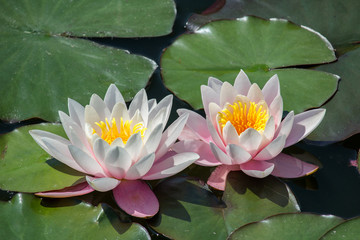 Wall Mural - Two pink blossom of water lily on leaf in small pond