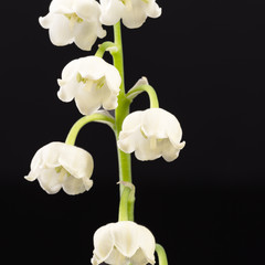 Wall Mural - Single twig of spring flowers of Convallaria majalis isolated on black background