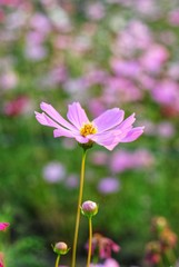 Wall Mural - pink cosmos flower blooming in the field
