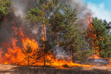 Wall Mural - Forest fire and clouds of dark smoke in pine stands. Whole area covered by flame