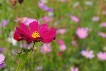 Wall Mural - cosmos flowers background nature field 