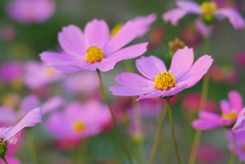 Wall Mural - pink cosmos flower blooming in the field